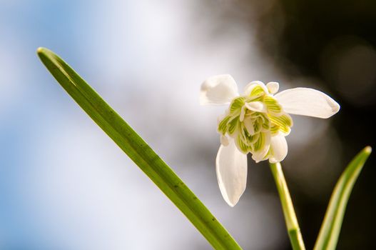 Rare filled snowdrops - galanthus nivalis var. praecox
