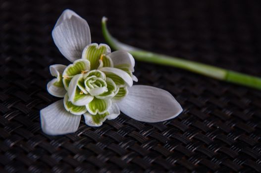 Rare filled snowdrops - galanthus nivalis var. praecox