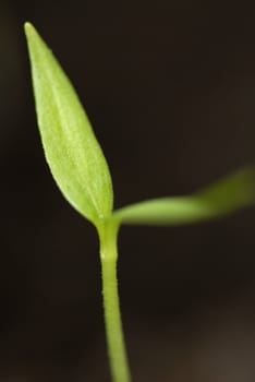 Germinated sweet pepper plant a few days old.