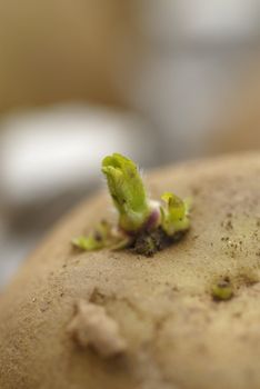 New shoot on a seed potatoe (Chitting). Focus on sprout.