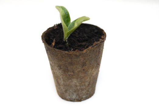 One sprouting courgette on white background.