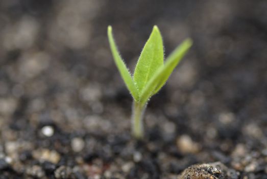 Germinating aubergine plant a few days old.