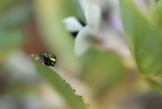 Green metalic beetle eating broadbean on allotment.