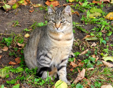 Tabby cat in autumn in Riga, the capital of Latvia