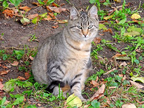 Tabby cat in autumn in Riga, the capital of Latvia