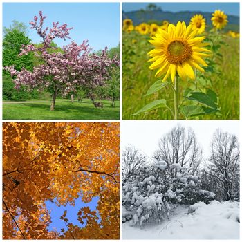 Four seasons. Spring, summer, autumn and winter landscapes.