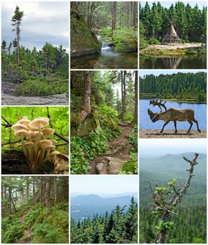 Summer beauty of forests in Quebec, Canada. Canadian nature.