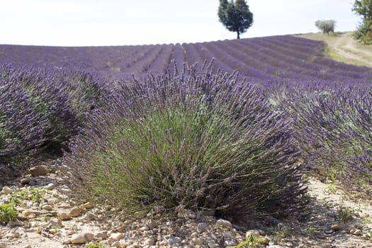Lavender field in the region of Provence, southern France