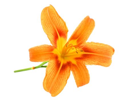 Orange Lilies isolated over white background