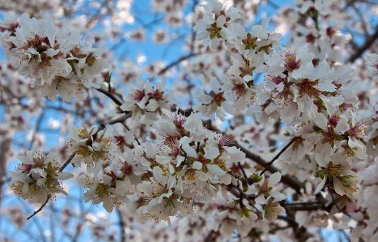 almond tree flowering in march