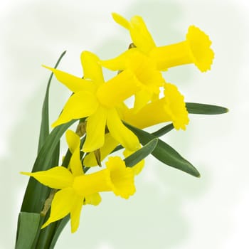 yellow narcissus flowers