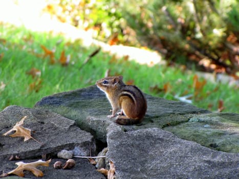 cute little chipmunk resting and sitting on stone with acorns nearby in yard