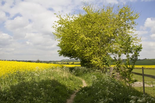 A lovely footpath leading through a gorgeous Spring countryside
