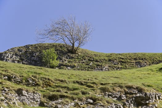 A tree grows out of a limestone cliff at CaveDale Castleton