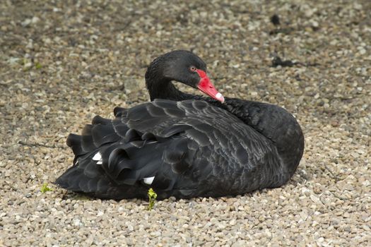 This Black Swan was trying to get some sleep; not an easy thing to do at a popular wildlife park