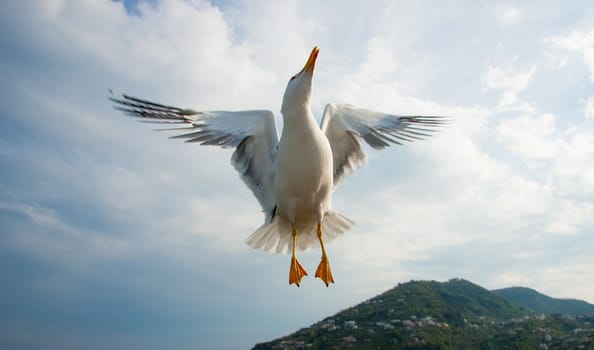 Seagull flying over blue sky, in Italy