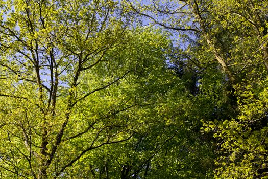 A mixed bunch of trees full of freshly opened leaves on a fine Spring day at the Ladybower reservoirs