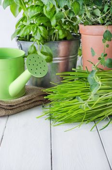 A selection of potted home grown culinary herbs on an old white painted wood kitchen table with watering can and hessian sack.