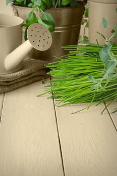 A selection of potted home grown culinary herbs on an old painted wood kitchen table with watering can and hessian sack.  Leaves shown in green with other elements in sepia for aged effect.