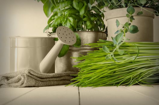 A selection of potted home grown culinary herbs on old wood planked table with watering can and hessian sack.  Leaves revealed in original green with other elements in sepia and vignetted for vintage effect.