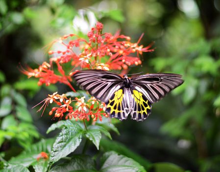 Butterfly on a red flower 