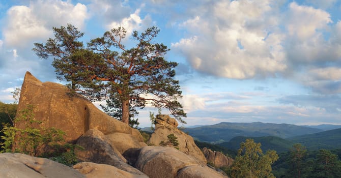 Lonely tree in mountains on a sunset