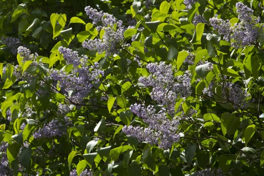 A fine sunny spring day with lilac in full bloom