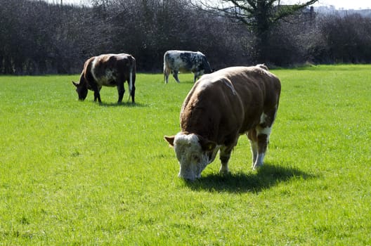 A bull enjoys a peaceful feed on a sunny day