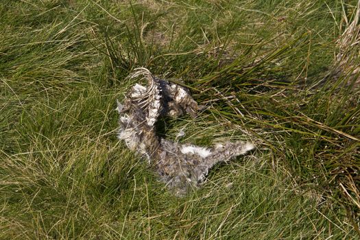 A rabit, I think, or rather the remains of after attack perhaps by a fox or a bird of prey or man. Life on the moors is harsh at best of times.