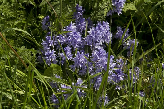 A clump of lovely bright bluebells