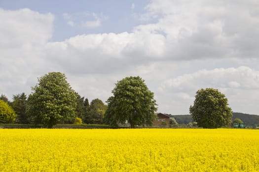 A splash of colour in the great oudoors