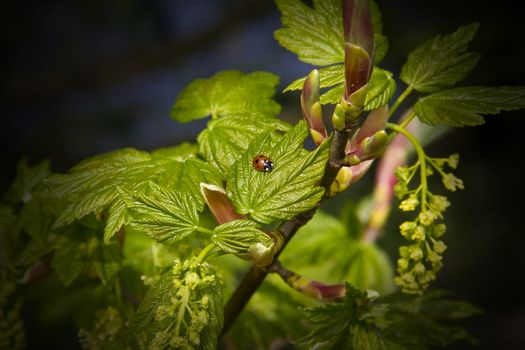 Spring is now well under way and the new growth on the trees is really opening out and here a cute ladybird is on the lookout for something to eat.
