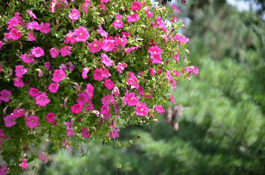 beautiful hanging basket of pink flowers with trees in the background in watercolor art effect