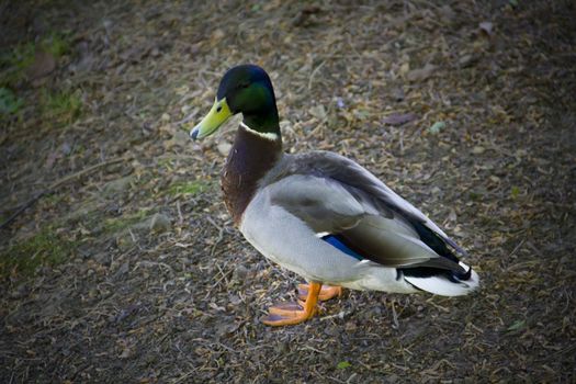 A fine example of the lovely multicoloured male mallard