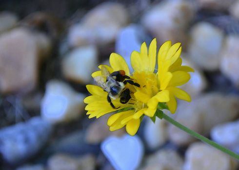 bee resting on yellow flower in watercolor art effect