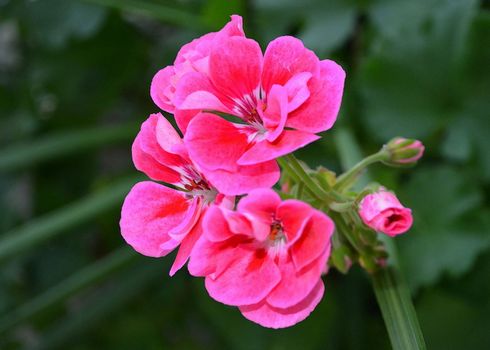 pink geranium in watercolor art effect