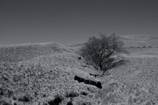 The land is barren and empty except for this bare tree clinging to life