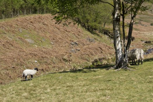 It seemed to me that this sheep was playing hide and seek with her child on this lovely sunny Spring day