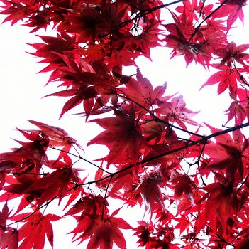 Maple tree, sunlight coming through. Fall season