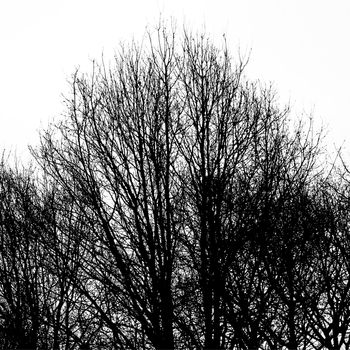 Abstract ancient trees against white background