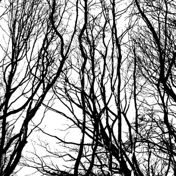 Bare wintry trees in black and white