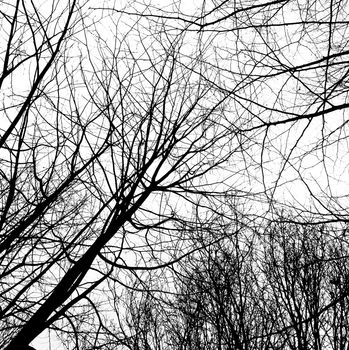 Winter trees without leaves isolated on white