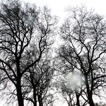 Branches of a tree without leaves in spring on white background