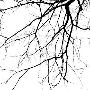Closeup shot of an ancient tree in black and white, silhouette.