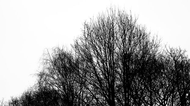 Silhouette of an ancient tree in black and white