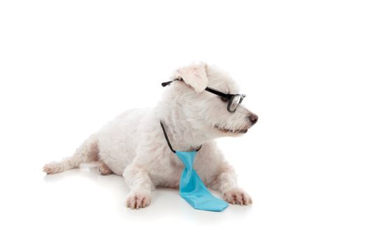 A smart intelligent pet dog animal looking sideways at your message.   The white maltese terrier is wearing a blue tie and black rim glasses.  White background.