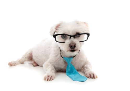 A white maltese terrier wearing black rim glasses lying down and looking ahead.  Wearing a small blue tie around the neck.