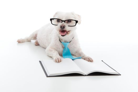 Adorable white dog lying in front of an open book, wearing black rim glasses and a blue tie and is studying or reading or learning, concept.  White background.