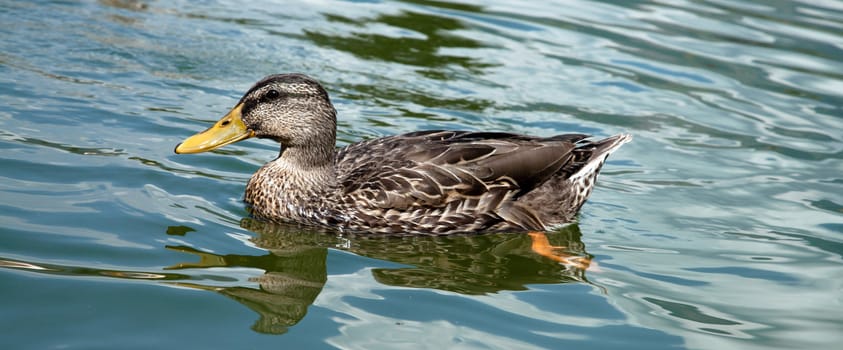 Female duck in the water