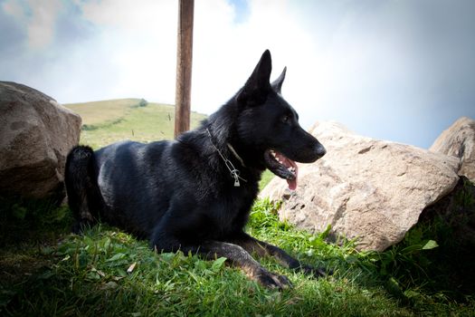 Black German Shepherd - Italian Alps